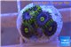 Zoanthus neon green magician blue 4-6 polyps WYSIWYG acclimaté