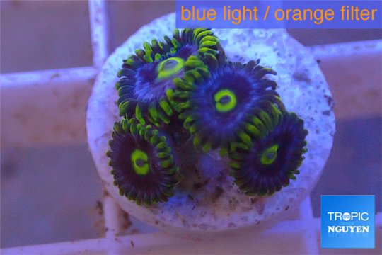 Zoanthus neon green magician blue 4-6 polyps WYSIWYG acclimaté