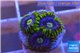 Zoanthus neon green magician blue 4-6 polyps WYSIWYG acclimaté