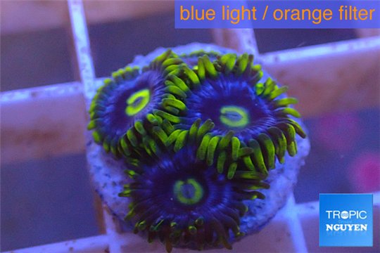 Zoanthus neon green magician blue 4-6 polyps WYSIWYG acclimaté