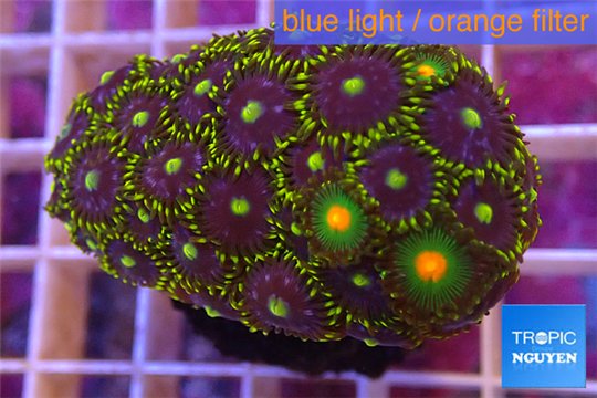 Zoanthus blue green Kenya 4-5 cm WYSIWYG acclimaté