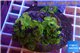 Zoanthus Fijii premium 8-12 cm WYSIWYG acclimaté