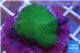 Montipora digitata green 2-3 cm WYSIWYG acclimaté