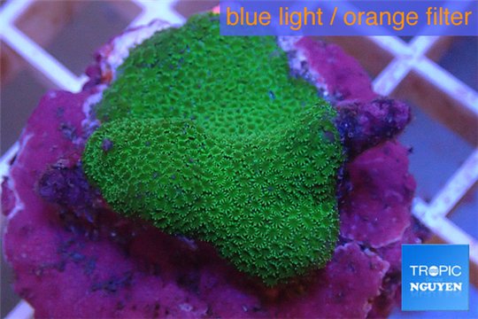 Montipora digitata green 2-3 cm WYSIWYG acclimaté