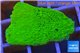 Montipora green cap 2-3 cm WYSIWYG acclimaté