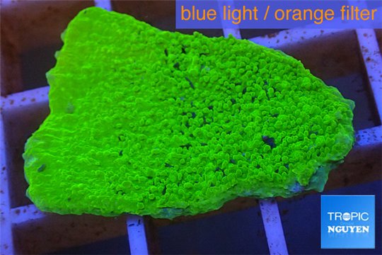 Montipora green cap 2-3 cm WYSIWYG acclimaté