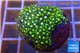 Pachyclavularia neon green 3-4 cm WYSIWYG acclimaté