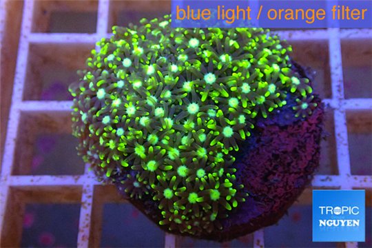 Pachyclavularia neon green 3-4 cm WYSIWYG acclimaté