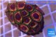 Zoanthus pink diamond 4-6 cm WYSIWYG acclimaté