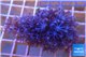 Xenia blue 4-5 cm WYSIWYG acclimaté