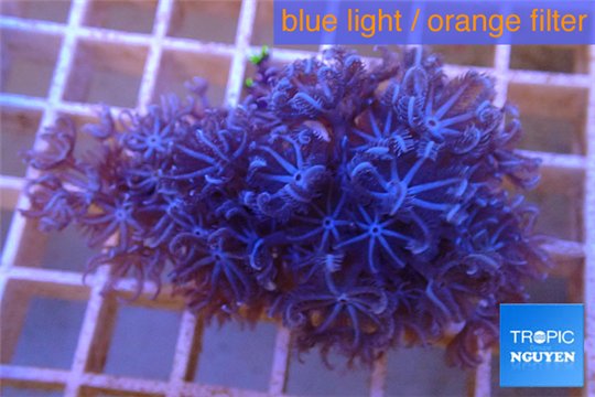 Xenia blue 4-5 cm WYSIWYG acclimaté
