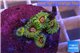 Zoanthus Fijii premium 5-6 polyps WYSIWYG acclimaté