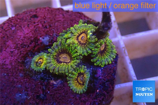 Zoanthus Fijii premium 5-6 polyps WYSIWYG acclimaté