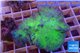 Sinularia dura neon green 5-7 cm WYSIWYG acclimaté