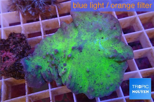 Sinularia dura neon green 5-7 cm WYSIWYG acclimaté