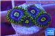 Zoanthus neon green magician blue 4-6 polyps WYSIWYG acclimaté