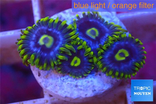 Zoanthus neon green magician blue 4-6 polyps WYSIWYG acclimaté
