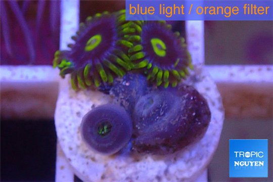 Zoanthus neon green magician blue 4-6 polyps WYSIWYG acclimaté