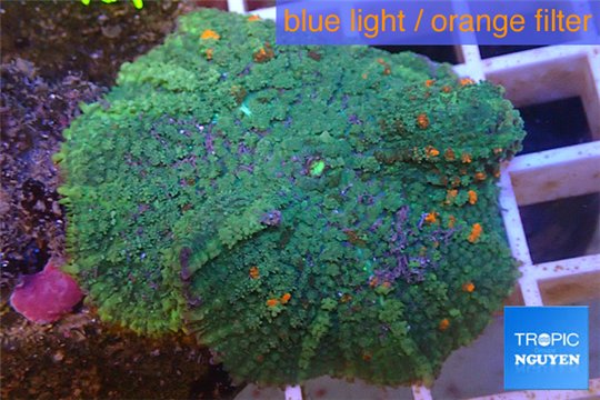 Rhodactis green & orange spot big leaf 5-6 cm WYSIWYG acclimaté