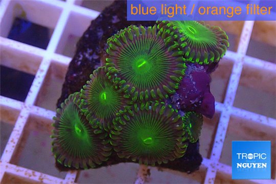 Zoanthus gorilla green 3-4 cm WYSIWYG acclimaté