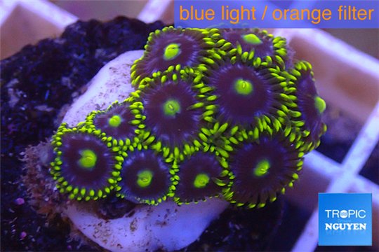 Zoanthus blue green Kenya 2-4 cm WYSIWYG acclimaté