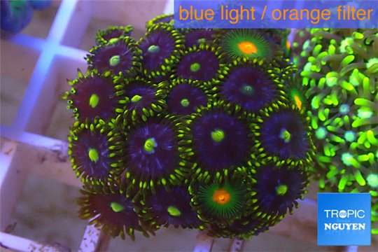 Sinularia dura neon green 6-8 cm WYSIWYG acclimaté