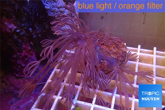 Xenia long polyps 5-8 cm WYSIWYG acclimaté