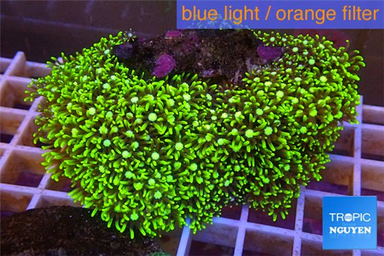 Pachyclavularia neon green 7-9 cm WYSIWYG acclimaté