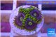 Zoanthus neon green magician blue 4-6 polyps WYSIWYG acclimaté