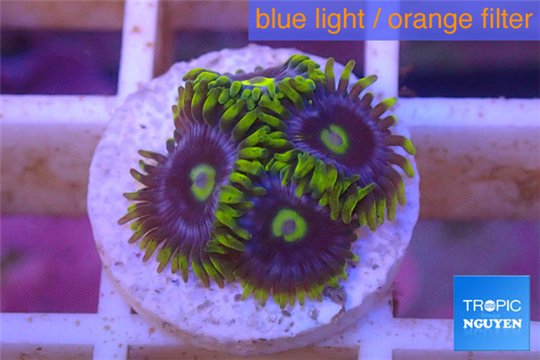 Zoanthus neon green magician blue 4-6 polyps WYSIWYG acclimaté