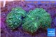 Rhodactis green big leaf 2 polyps WYSIWYG acclimaté