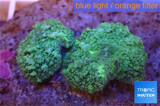 Rhodactis green big leaf 2 polyps WYSIWYG acclimaté