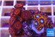 Zoanthus red + Zoanthus oxides 2-4 cm WYSIWYG acclimaté
