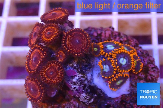 Zoanthus red + Zoanthus oxides 2-4 cm WYSIWYG acclimaté