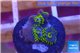 Zoanthus neon green magician blue 4-6 polyps WYSIWYG acclimaté