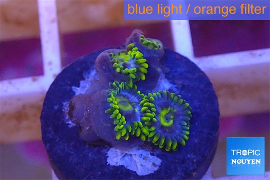Zoanthus neon green magician blue 4-6 polyps WYSIWYG acclimaté