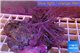 Xenia long polyps 5-8 cm WYSIWYG acclimaté