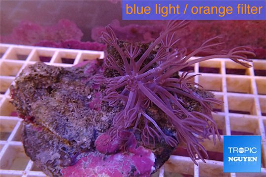 Xenia long polyps 5-8 cm WYSIWYG acclimaté