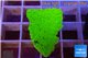 Montipora green cap 2-3 cm WYSIWYG acclimaté
