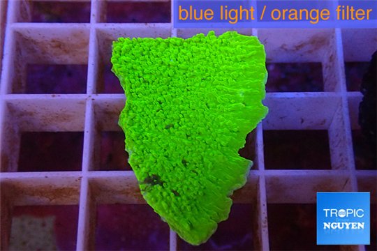 Montipora green cap 2-3 cm WYSIWYG acclimaté