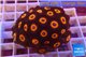 Zoanthus red oxides 4-5 cm WYSIWYG acclimaté