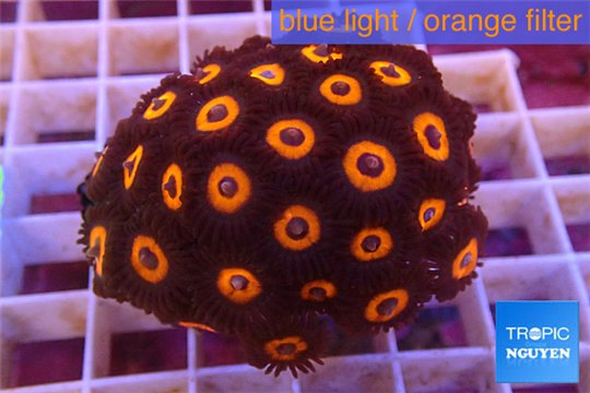 Zoanthus red oxides 4-5 cm WYSIWYG acclimaté
