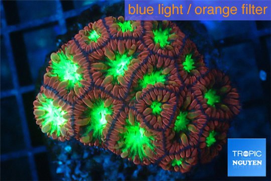 Blastomussa merletti red green 3-4 cm WYSIWYG acclimaté