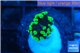 Euphyllia paraancora neon green 2-3 cm WYSIWYG acclimaté