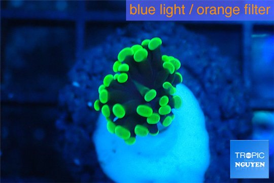 Euphyllia paraancora neon green 2-3 cm WYSIWYG acclimaté