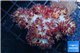 Nephtya red 6-11 cm WYSIWYG acclimaté