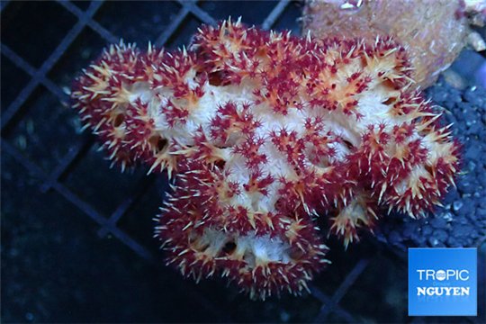 Nephtya red 6-11 cm WYSIWYG acclimaté