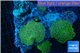 Discosoma green & blue spot 8-12 cm WYSIWYG acclimaté