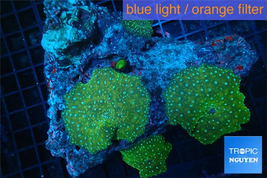 Discosoma green & blue spot 8-12 cm WYSIWYG acclimaté