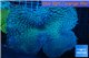Sarcophyton long polyps 10-16 cm WYSIWYG acclimaté
